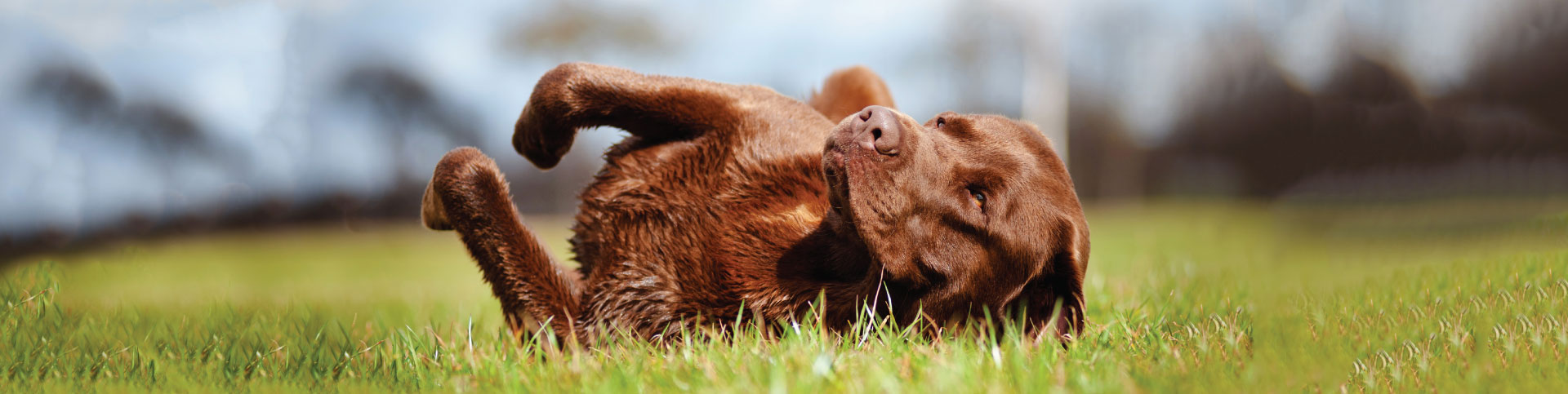Contact Life Is Dog Training Marlborough MA Life Is Dog