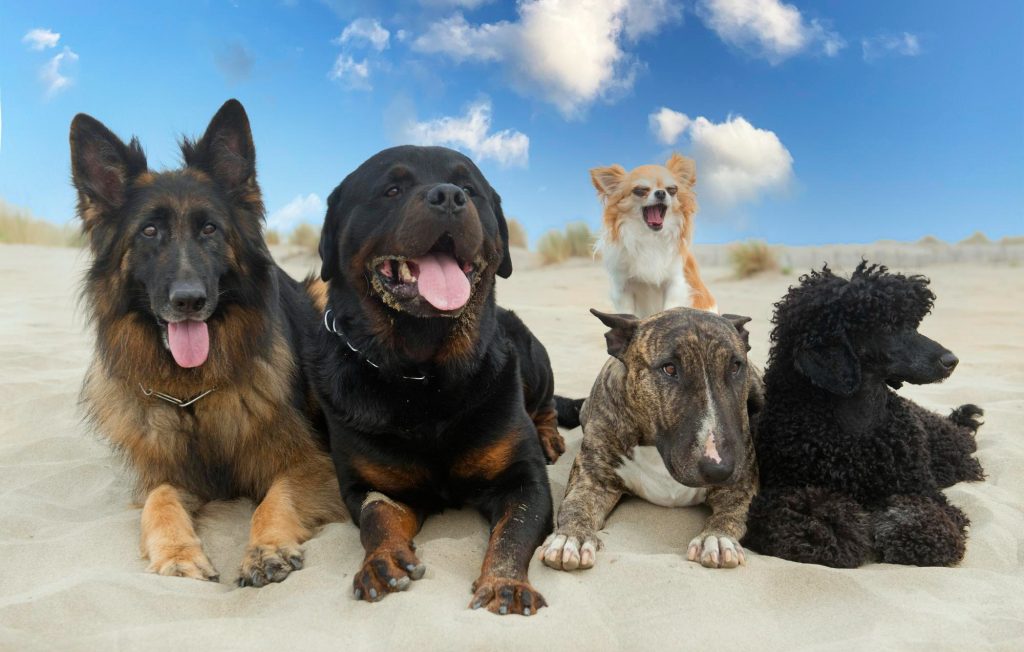 Group Dog Training
