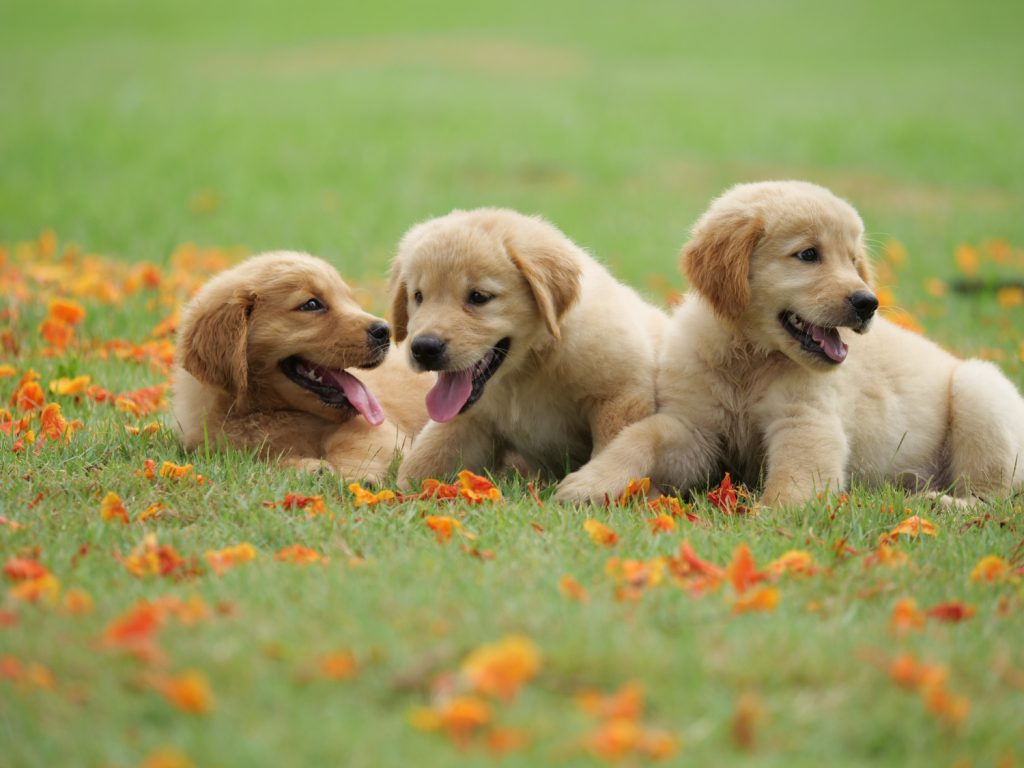 Puppy Foundation Classes