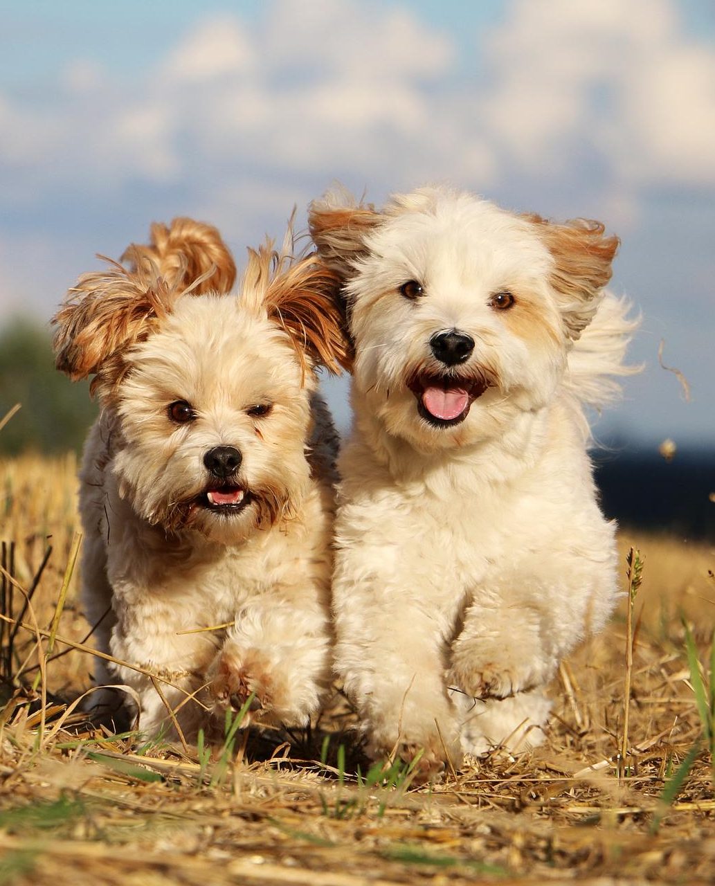 Puppy Foundation Classes